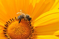 IMAGE: Bee is inside the flower; / Flower is inside the garden; / Garden is ... inside the town; / Town is ... inside the world; / World is inside of God. // And so, and then, God is, / Inside the little bee. //