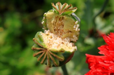 IMAGE: Go and beg poppy seeds from some home where death has never entered.