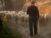 IMAGE: It is the duty of a good shepherd to shear his sheep, not to skin them.