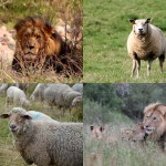 ライオン率いる羊の軍…