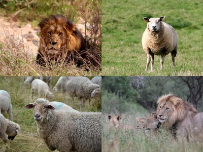 IMAGE: An army of sheep led by a lion would defeat an army of lions led by a sheep. / I am more afraid of an army of 100 sheep led by a lion than an army of 100 lions led by a sheep.