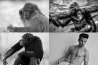 IMAGE: There are one hundred and ninety-three living species of monkeys and apes. One hundred and ninety-two of them are covered with hair. The exception is a naked ape self-named Homo sapiens.
