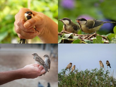 IMAGE: A bird in the hand is worth two in the bush.