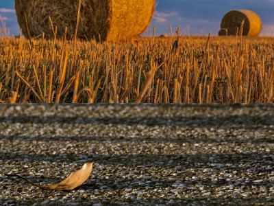 IMAGE: A straw shows which way the wind blows.