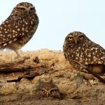The owl thinks her…