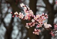 IMAGE: Plum flowers! Don't forget the springtime, even though your master is no longer with you. When an easterly wind blows, be sure to send me--your sweet fragrance.