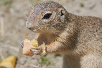 IMAGE: Hunger is the best sauce. / They that have no other meat, bread and butter are glad to eat.