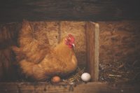 IMAGE: Which came first, the chicken or the egg?