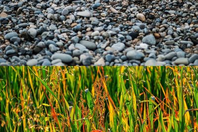 IMAGE: Weeds come forth on the fattest soil if it is untilled.