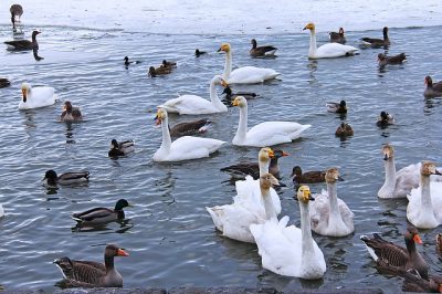 IMAGE: All his geese are swans.