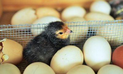 IMAGE: Don't count your chickens before they are hatched.