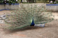 IMAGE: (It's) Like fanning the sun with a peacock's feather.
