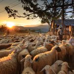 The shepherd always…