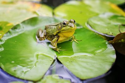 IMAGE: Old garden lake! / The frog thy depths doth seek, / And sleeping echoes wake. //