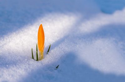 IMAGE: If Winter comes, can Spring be far behind?