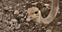 IMAGE: The foolish ostrich buries his head in the sand and thinks he is not seen. / You dance in a net and think nobody sees you.