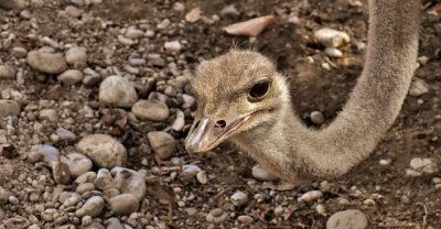 IMAGE: The foolish ostrich buries his head in the sand and thinks he is not seen. / You dance in a net and think nobody sees you.