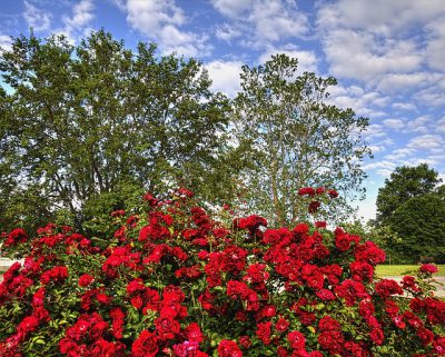 IMAGE: I see trees of green, red roses too, / I see them bloom for me and you. / And I think to myself, what a wonderful world! // I see skies of blue, and clouds of white, / The bright blessed day, the dark sacred night. / And I think to myself, what a wonderful world! //