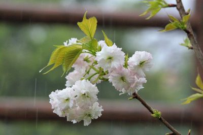 IMAGE: The flowers withered, / Their color faded away, / While meaninglessly / I spent my days in the world / And the long rains were falling. //