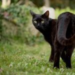 A black cat crossing…